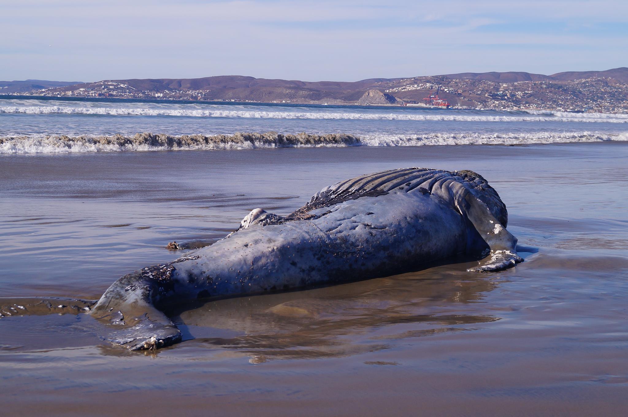 Ballena es varada cerca de hoteles turísticos de Tumbes